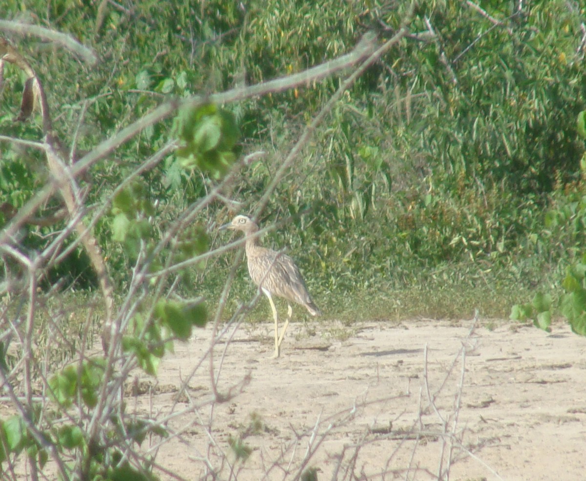 Double-striped Thick-knee - ML342557521