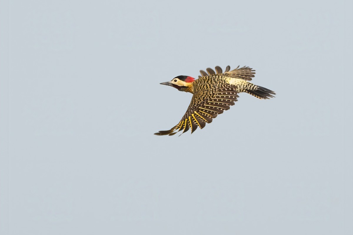 Green-barred Woodpecker - ML342558861