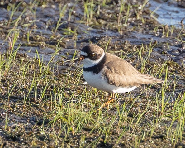 Semipalmated Plover - ML342560671