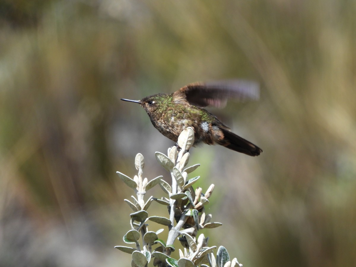 Violet-throated Metaltail - ML342562801