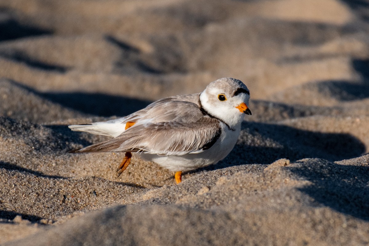 Piping Plover - ML342563271