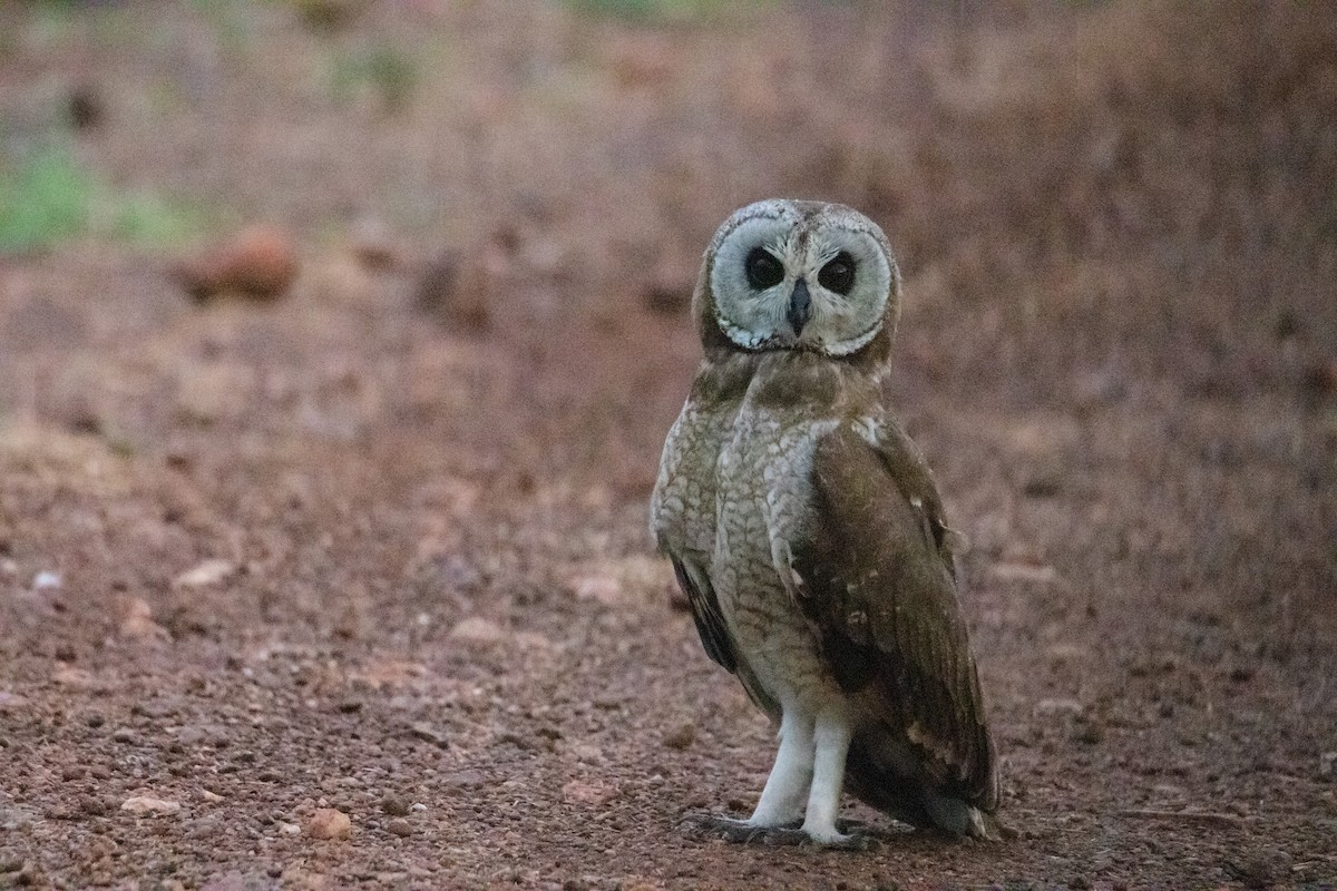 Marsh Owl - Peter  Steward