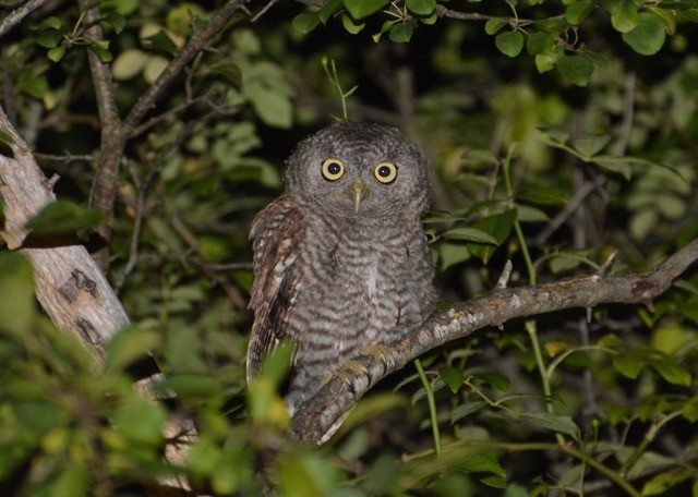 Eastern Screech-Owl - Ian Ruppenthal