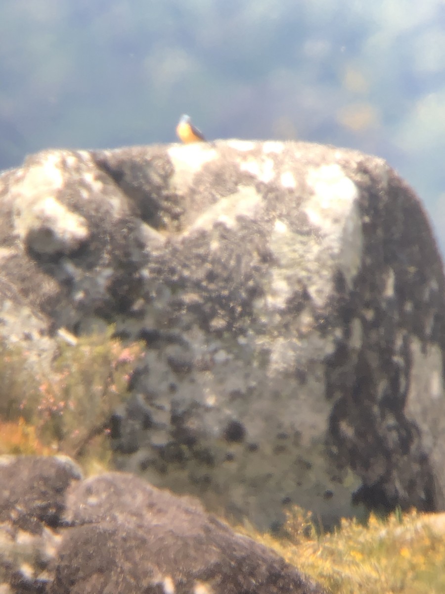 Rufous-tailed Rock-Thrush - ML342572031
