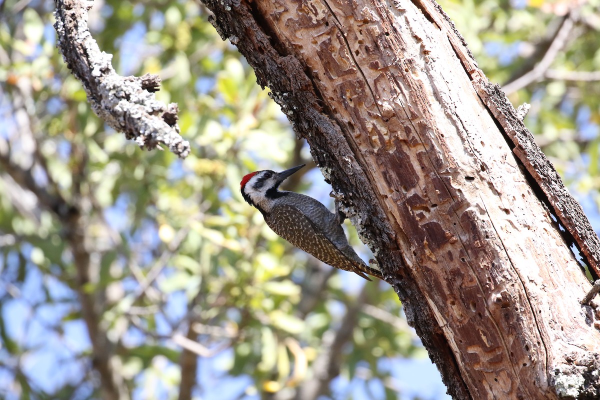 Bearded Woodpecker - ML34257511