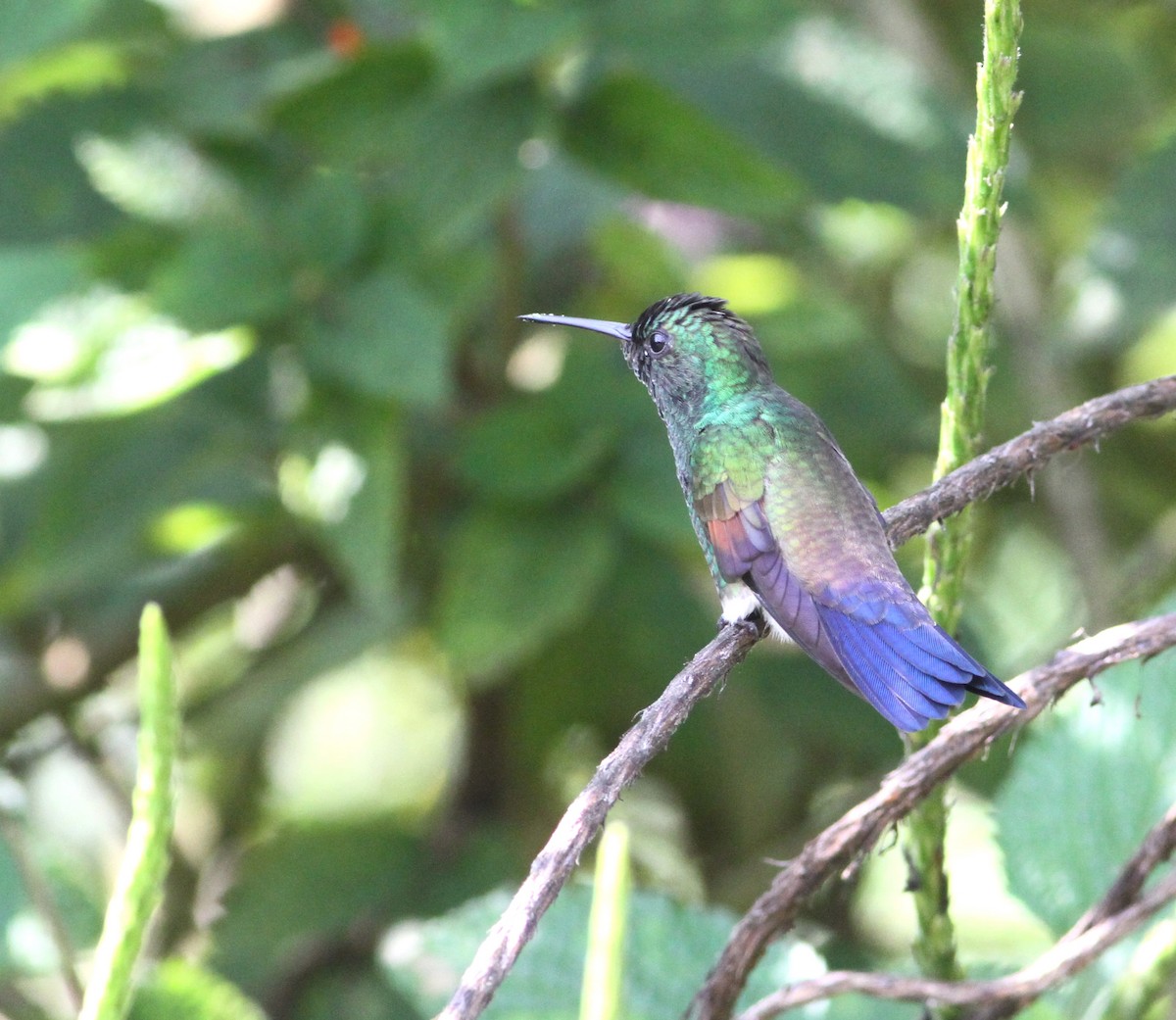 Blue-tailed Hummingbird - ML34258231
