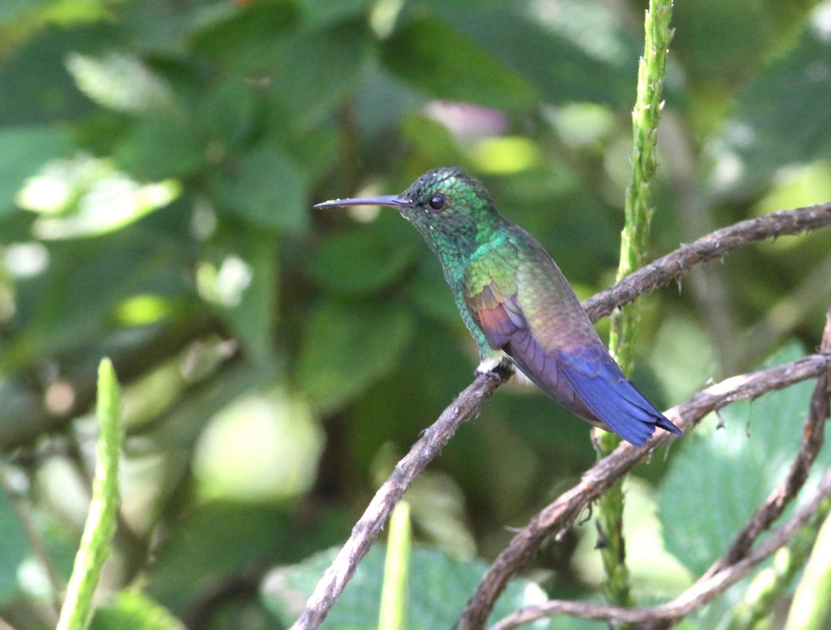 Blue-tailed Hummingbird - ML34258241