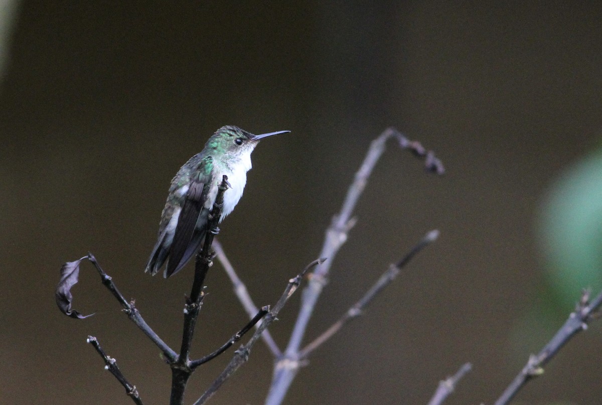 White-bellied Emerald - Georges Duriaux