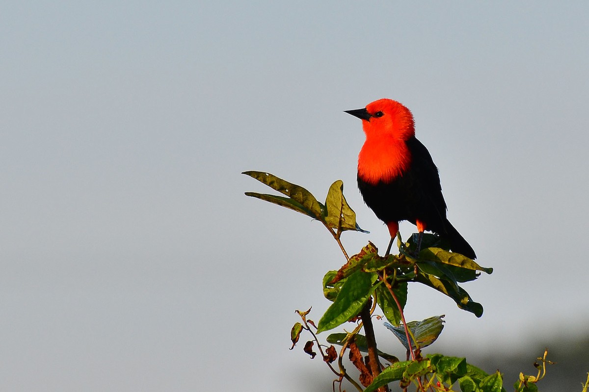 Scarlet-headed Blackbird - ML342586141
