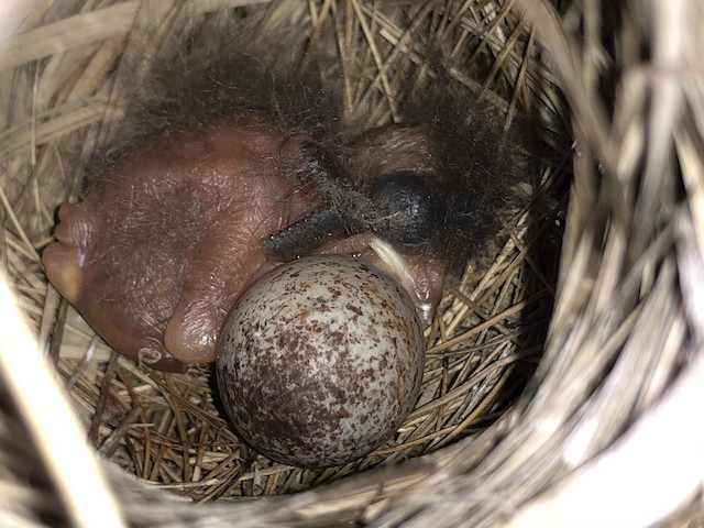 Nest with one egg and one hatchling. - Seaside Sparrow (Atlantic) - 