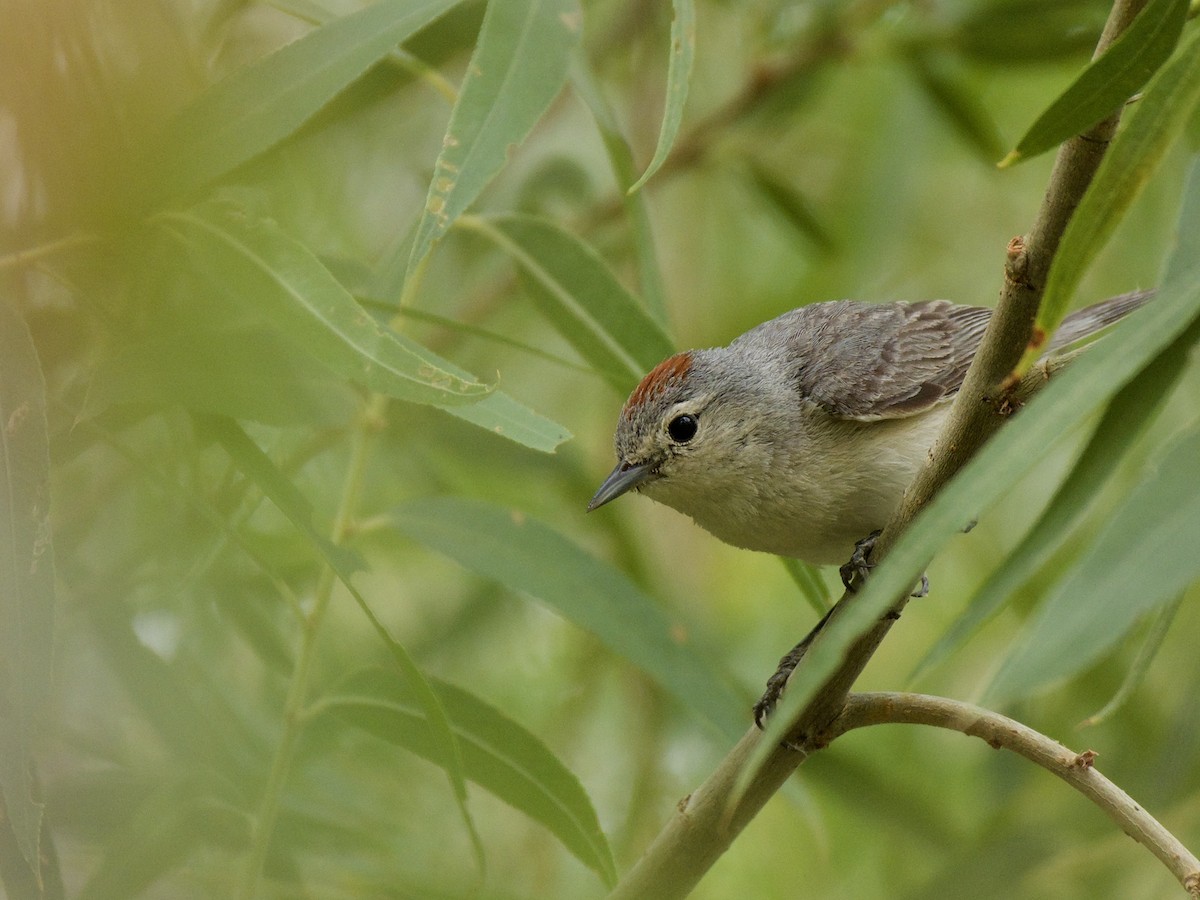 Lucy's Warbler - ML342588951