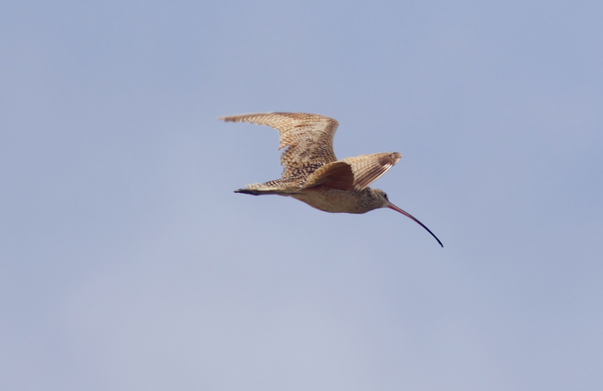 Long-billed Curlew - ML342590501