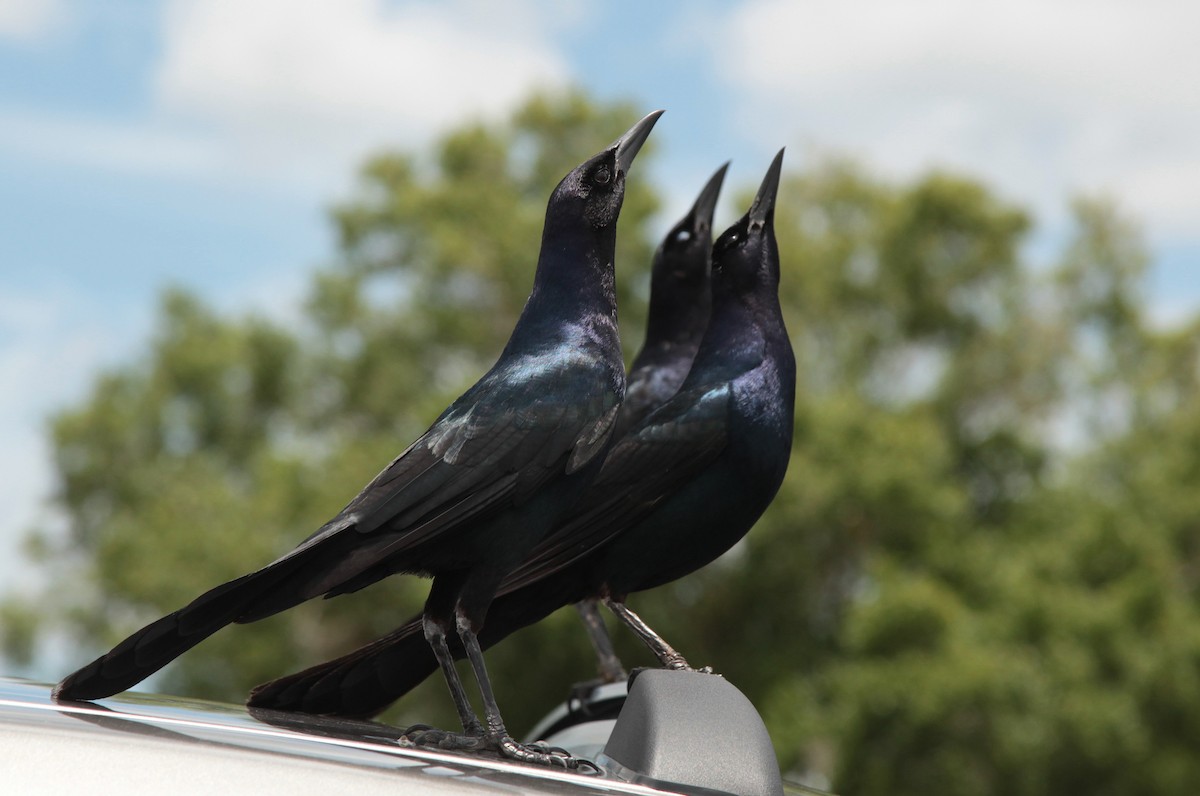 Boat-tailed Grackle - Lynden Schofield