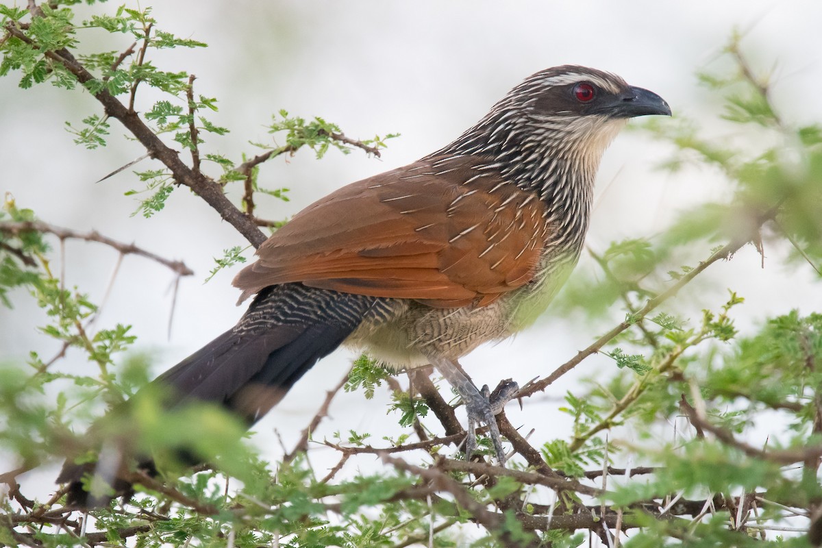 White-browed Coucal - ML342591851