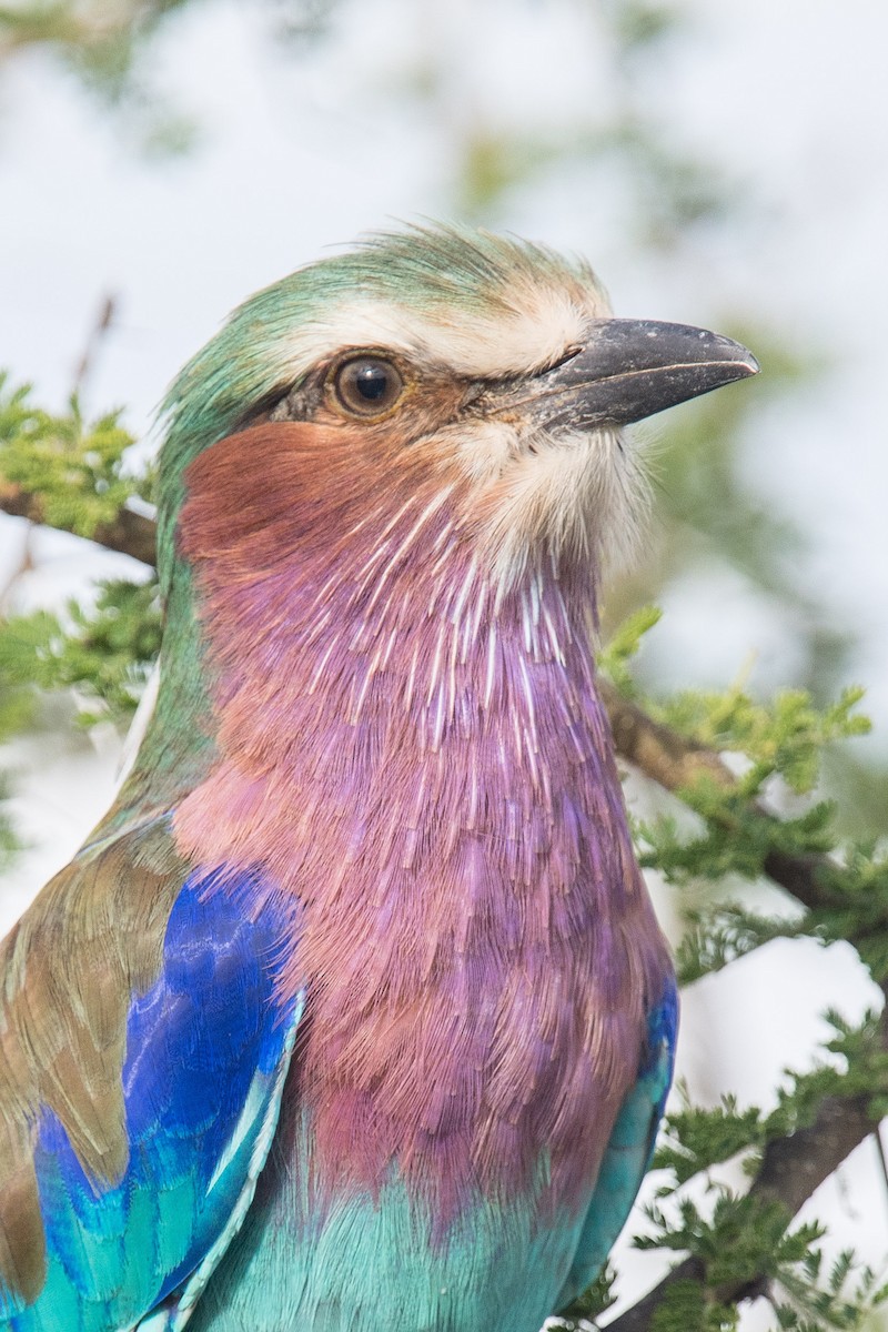 Lilac-breasted Roller - ML342592531