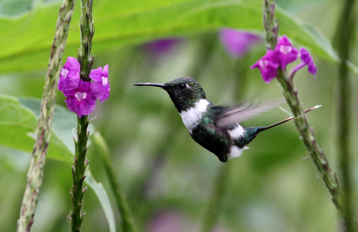 Sparkling-tailed Hummingbird - ML34259271