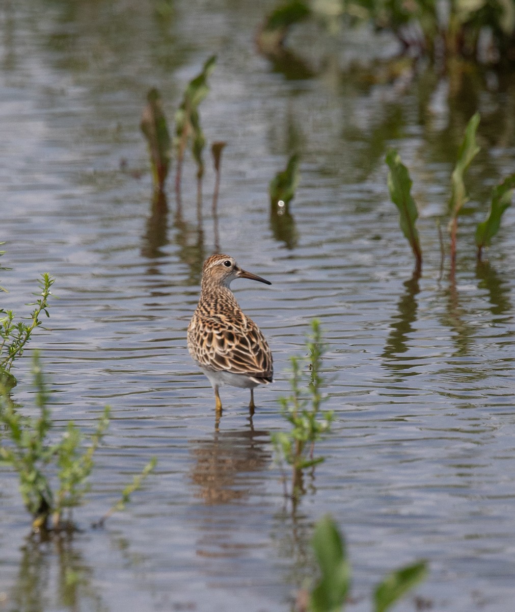 Pectoral Sandpiper - Richard and Marie  Ary