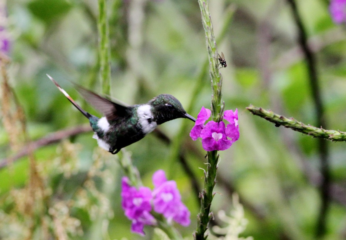 Sparkling-tailed Hummingbird - ML34259281