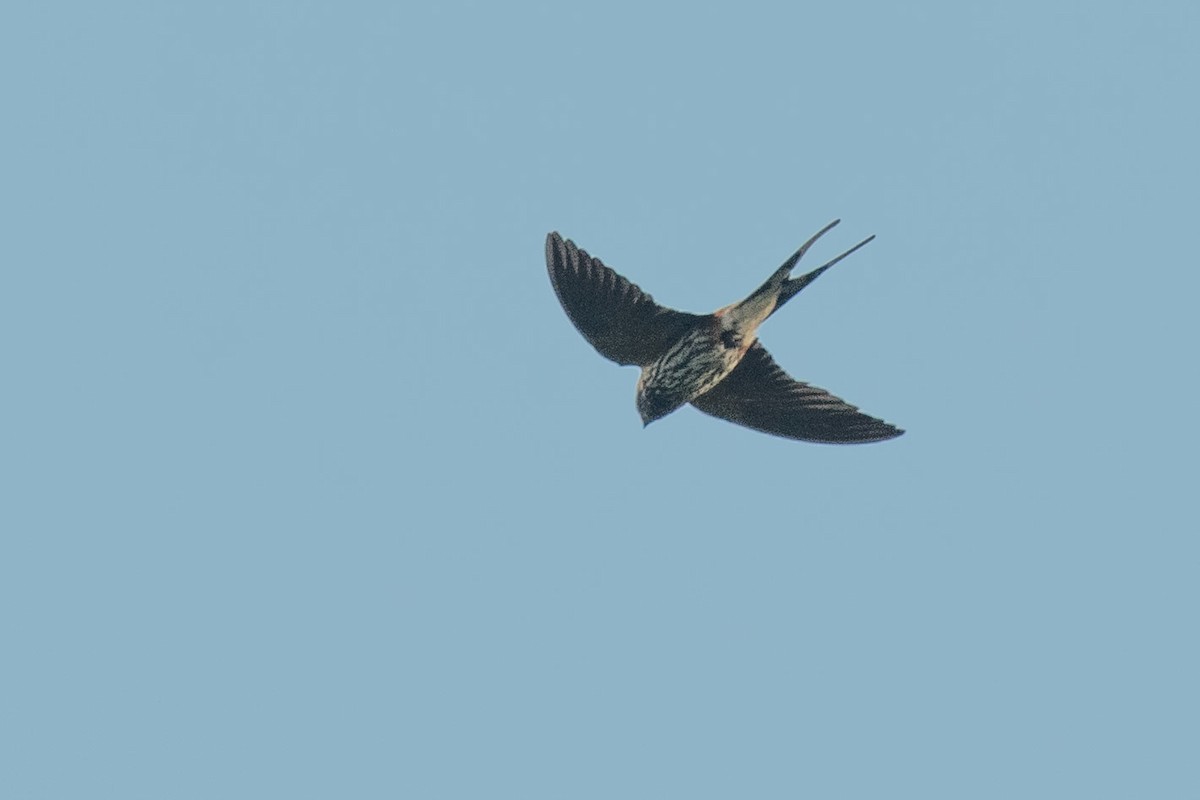 Lesser Striped Swallow - ML342592851