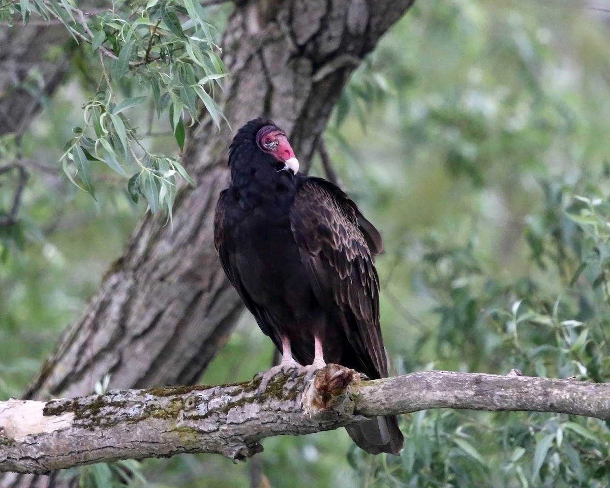 Turkey Vulture - Tom Murray