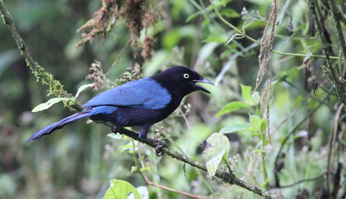 Bushy-crested Jay - Georges Duriaux