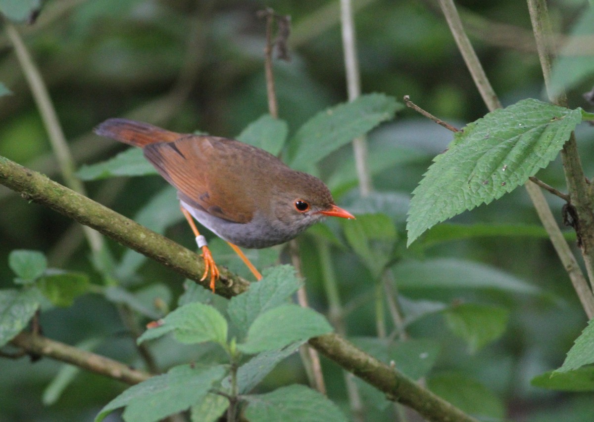 Orange-billed Nightingale-Thrush - ML34259321