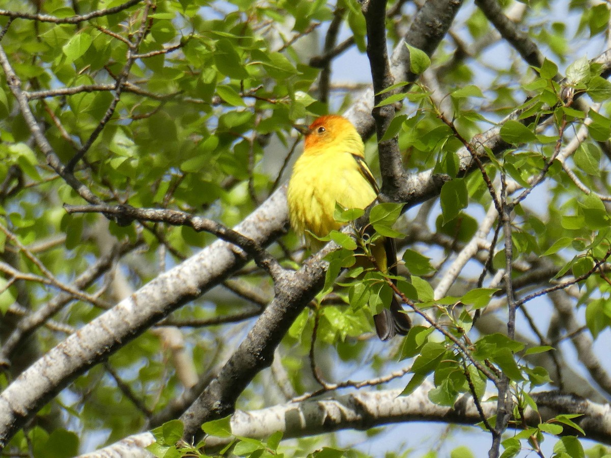 Western Tanager - Theodore Garver