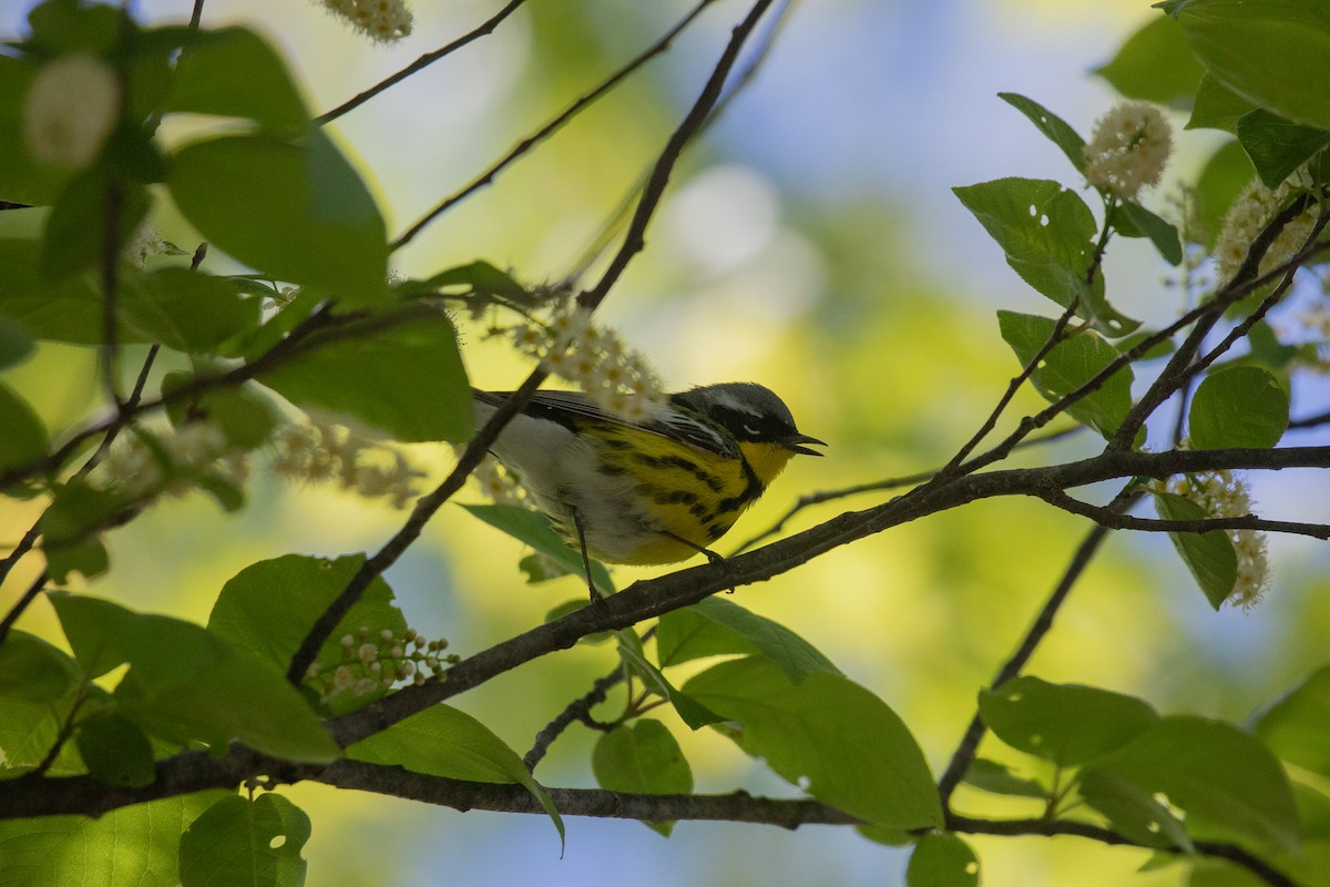 Magnolia Warbler - Richard and Marie  Ary