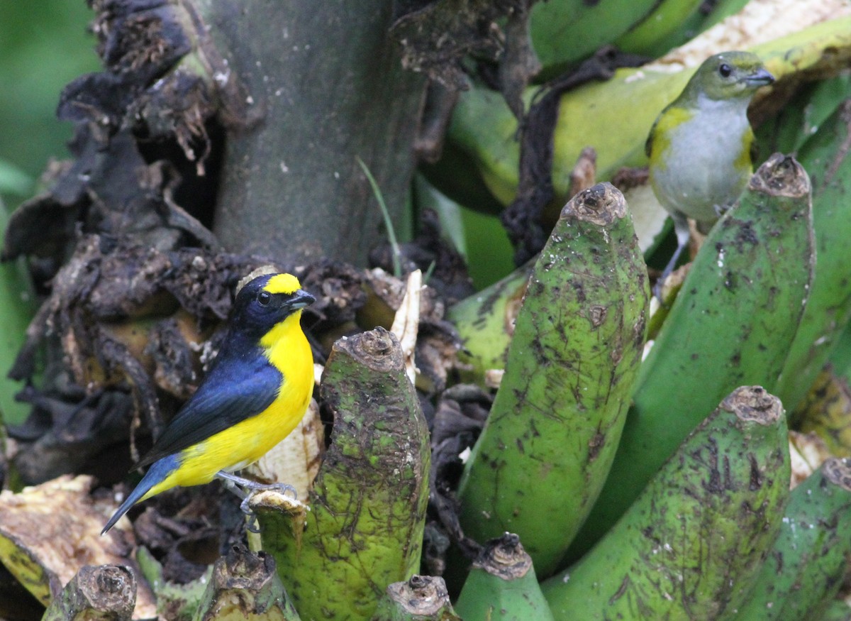 Yellow-throated Euphonia - Georges Duriaux