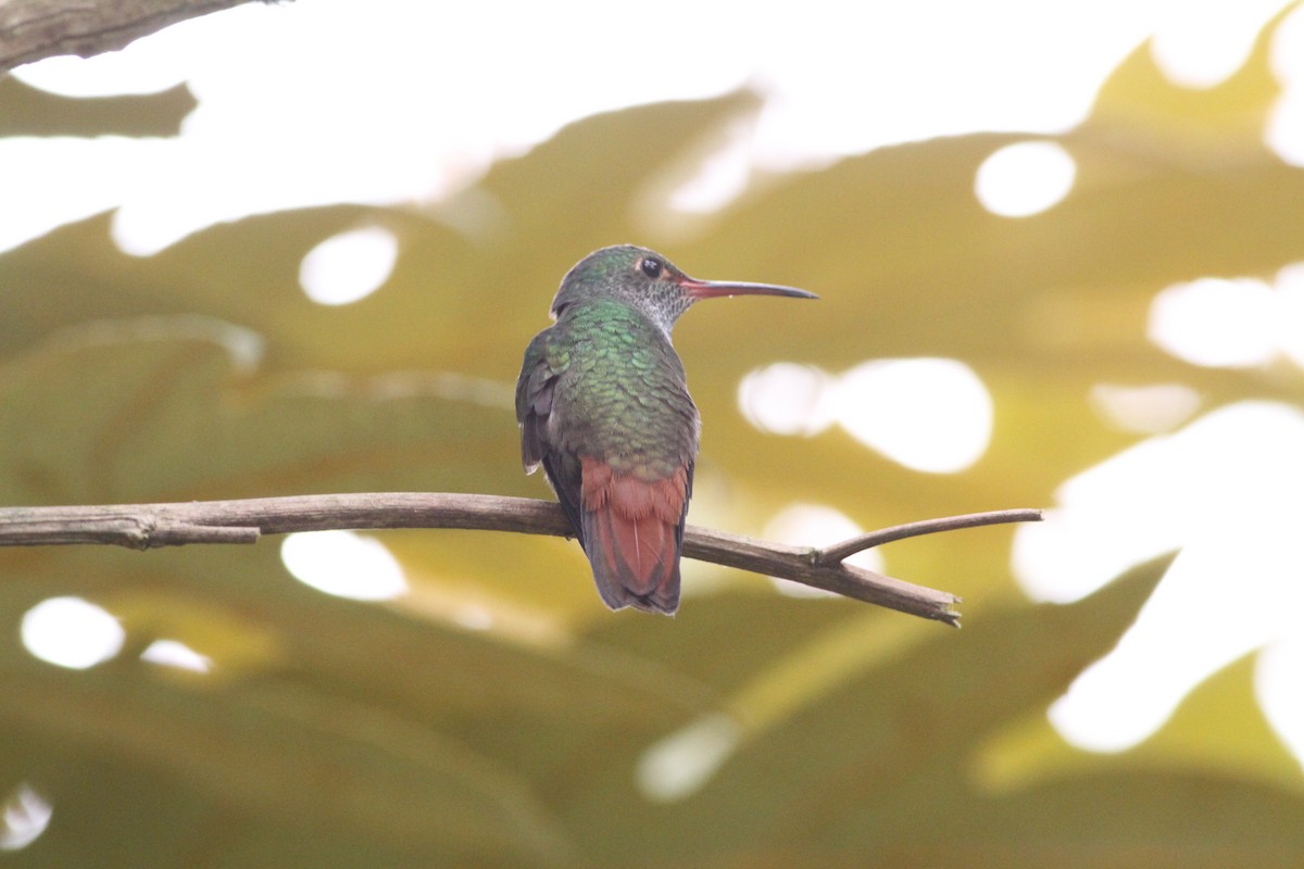 Rufous-tailed Hummingbird - ML34259391