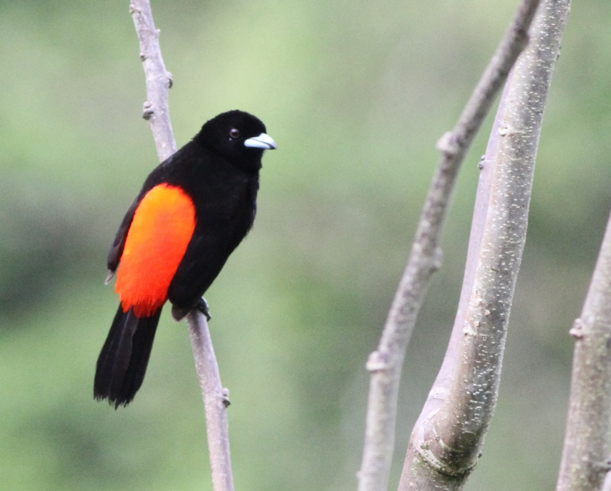 Scarlet-rumped Tanager (Passerini's) - ML34259441