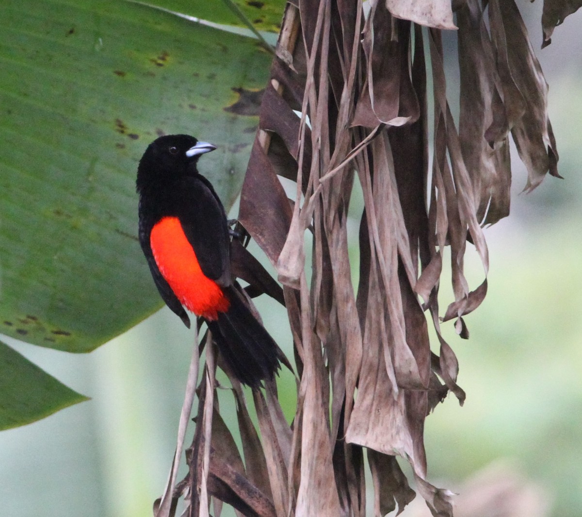 Scarlet-rumped Tanager (Passerini's) - ML34259451