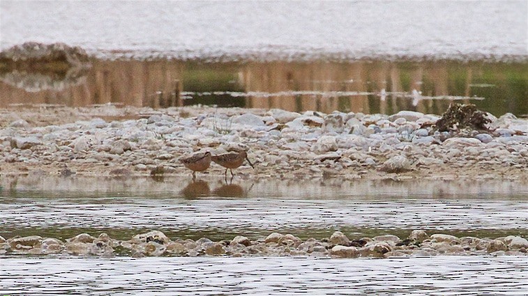 Long-billed Dowitcher - ML342595281