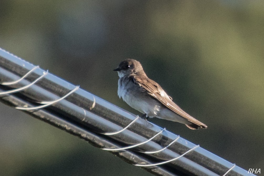 Northern Rough-winged Swallow - ML342596681