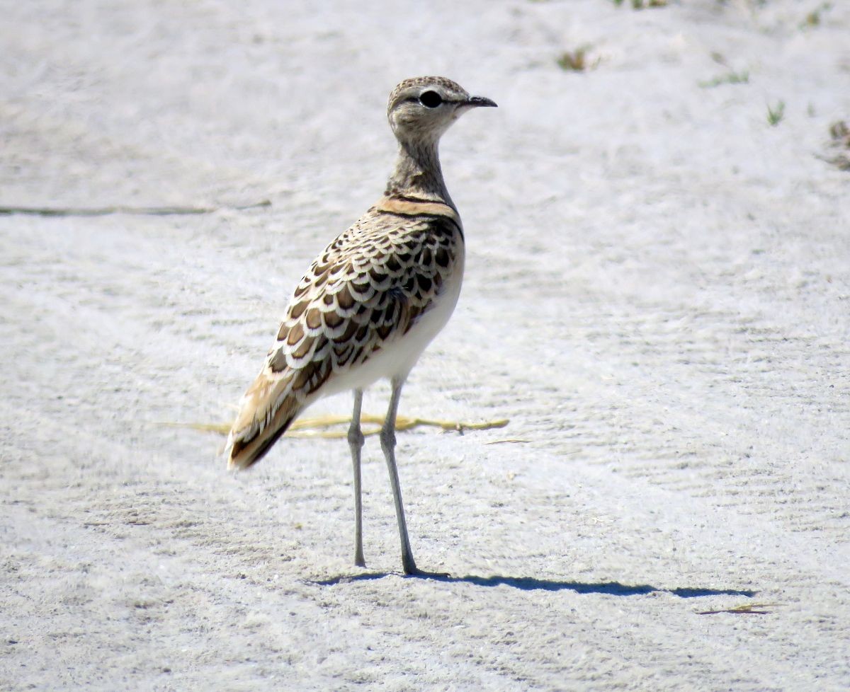 Double-banded Courser - ML34259921