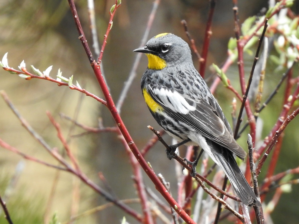 Yellow-rumped Warbler (Audubon's) - Marc Hemmes