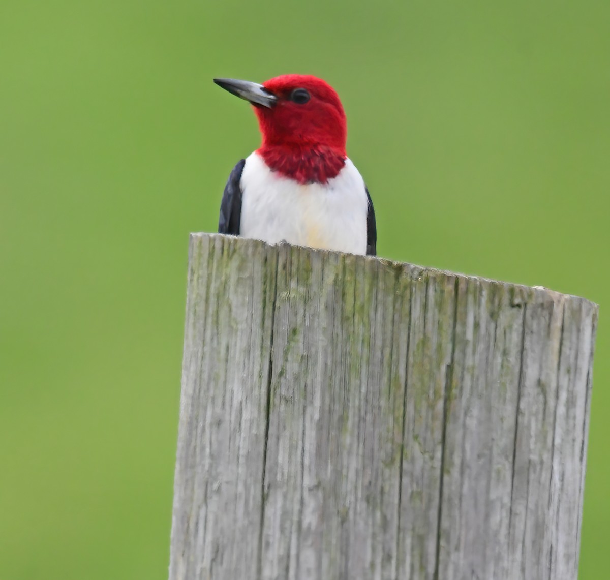 Red-headed Woodpecker - Rod Lentz