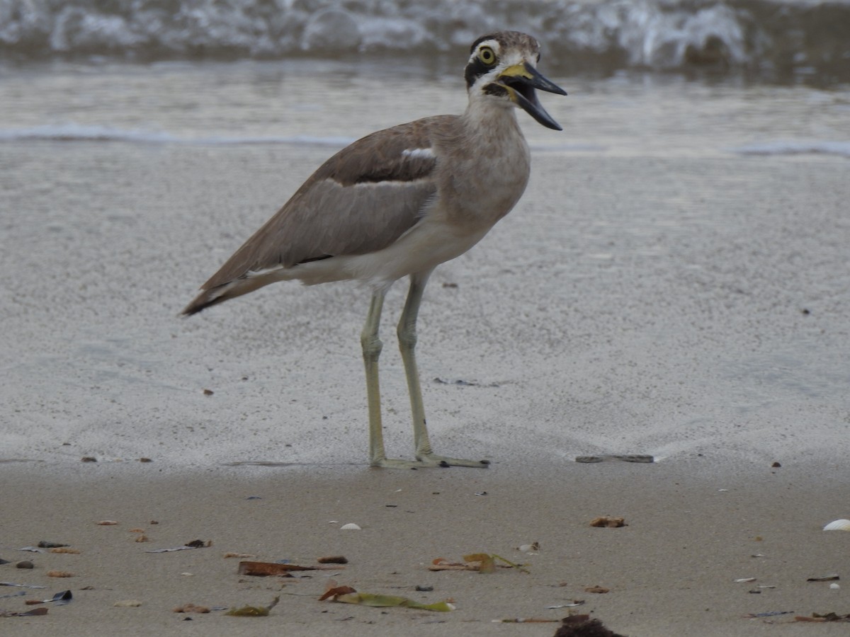 Great Thick-knee - ML34261341
