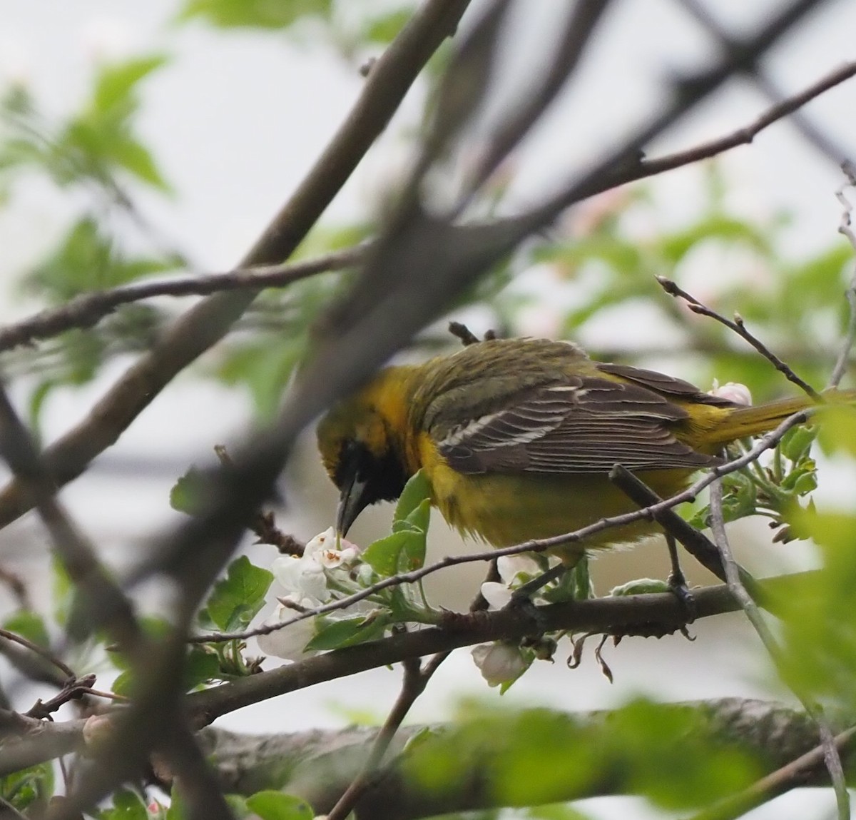 Orchard Oriole - ML342613761