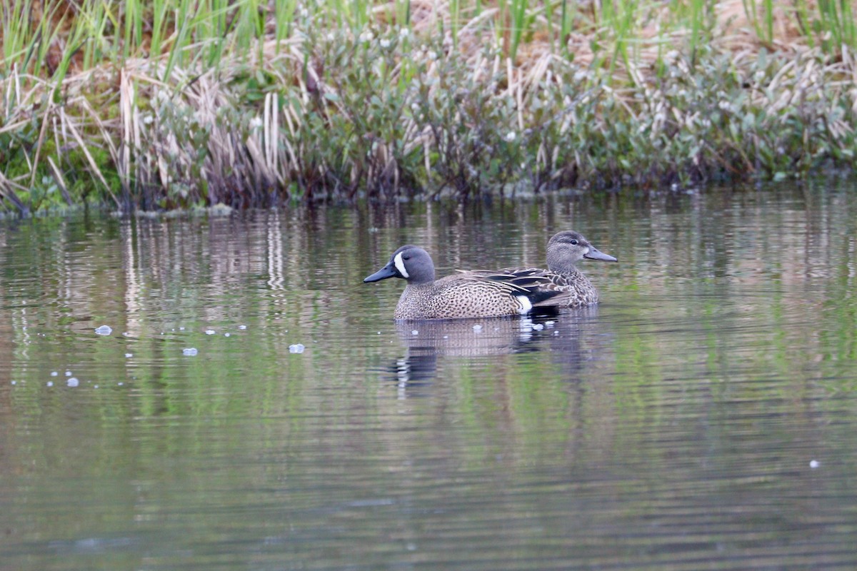 Blue-winged Teal - ML342614851