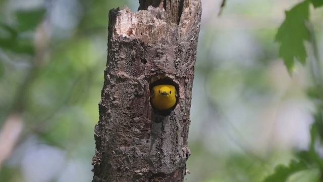 Prothonotary Warbler - ML342617011