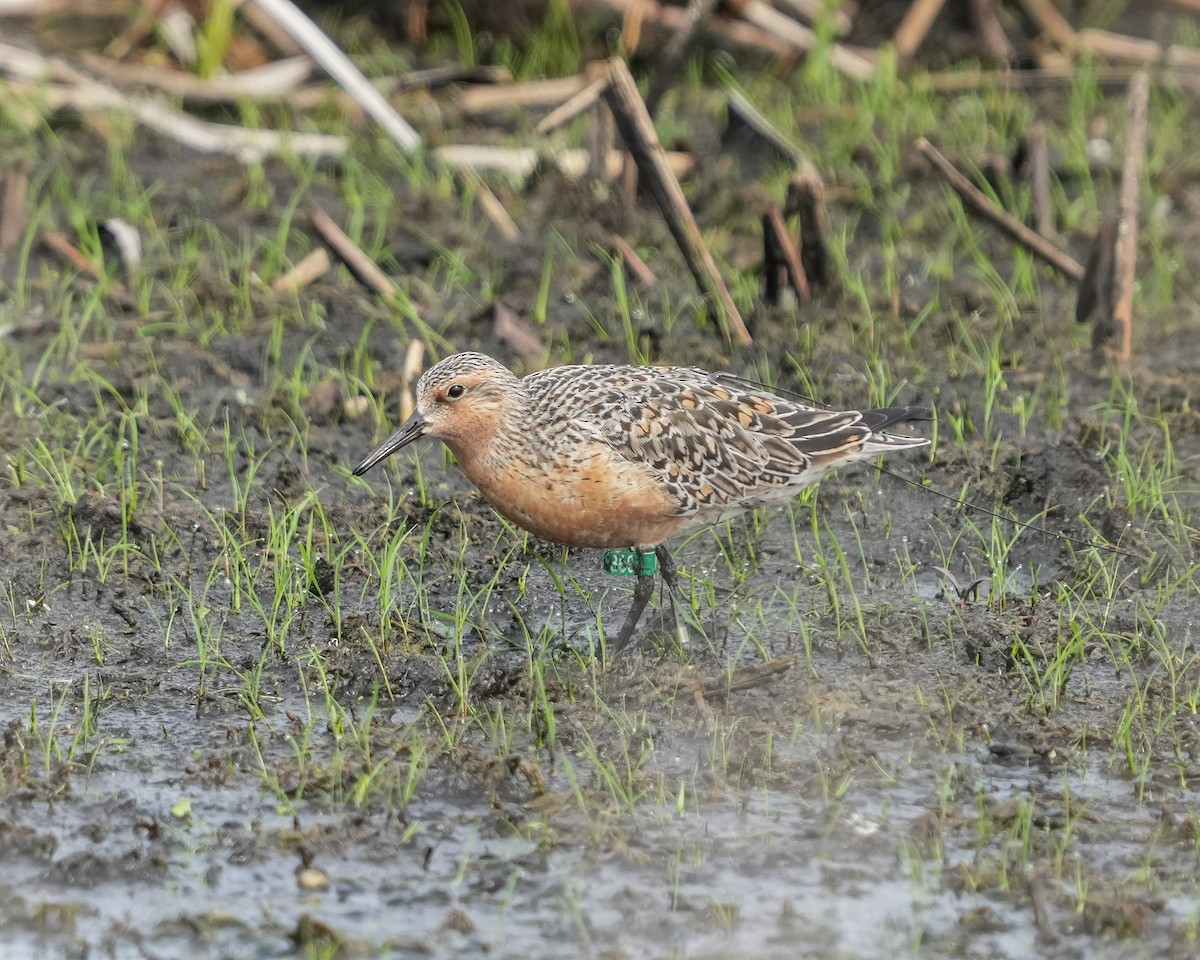 Red Knot - ML342617471