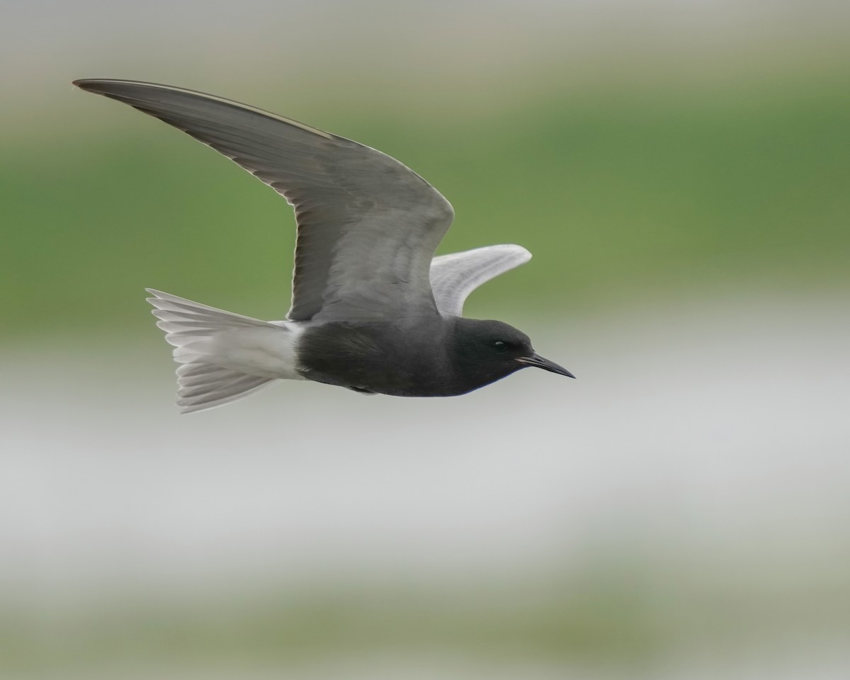 Black Tern - Andy Raupp