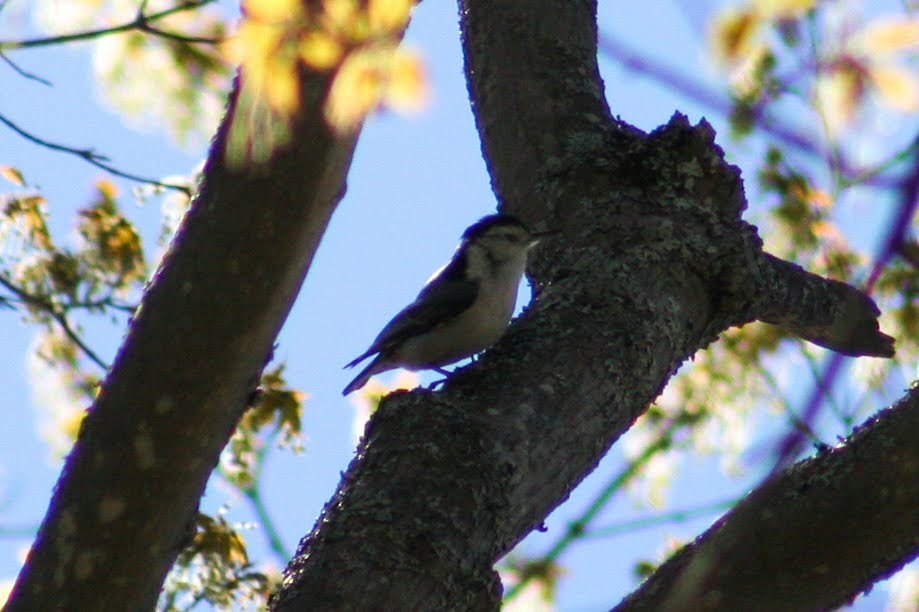 White-breasted Nuthatch - ML342623991