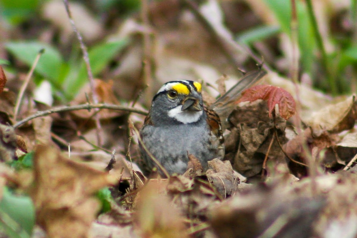 White-throated Sparrow - ML342624101