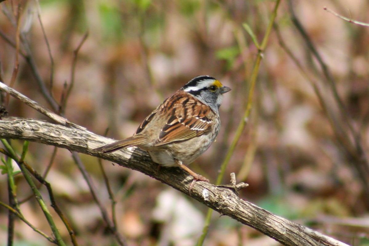 White-throated Sparrow - ML342624111