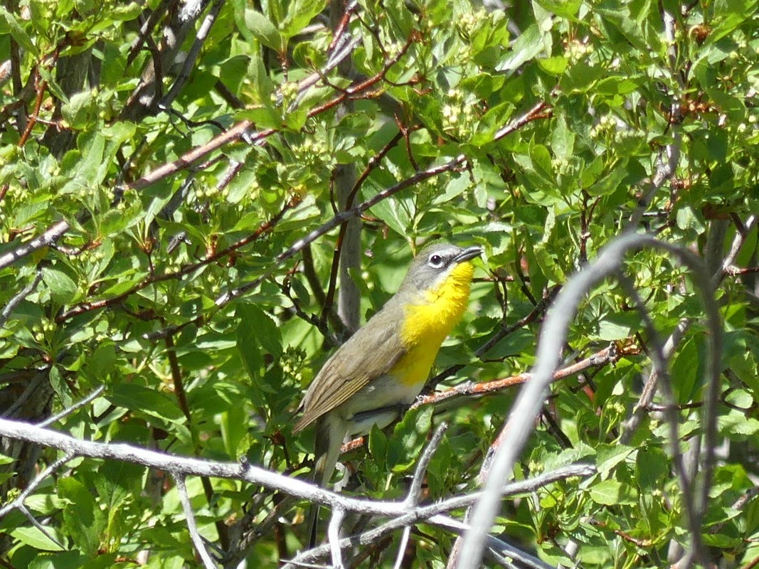 Yellow-breasted Chat - ML342626301