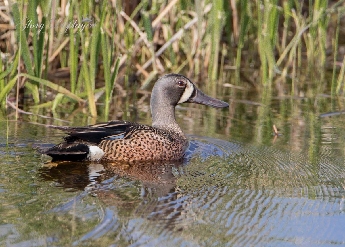 Blue-winged Teal - ML342627751