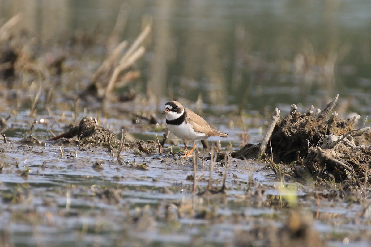 Semipalmated Plover - ML342627981