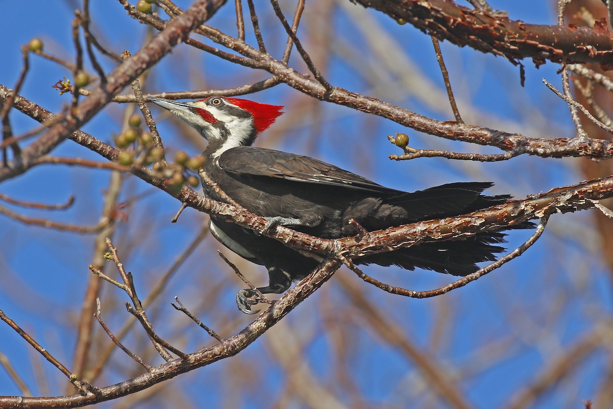 Pileated Woodpecker - ML342630511